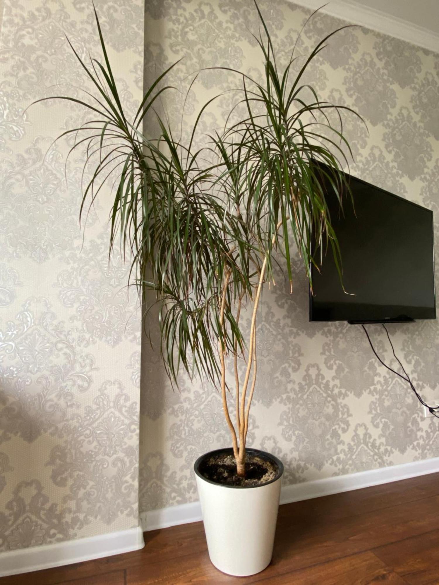 Apartament Жк Весна Ałma Ata Zewnętrze zdjęcie